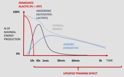 Efectos del entrenamiento y su ritmo de pérdida