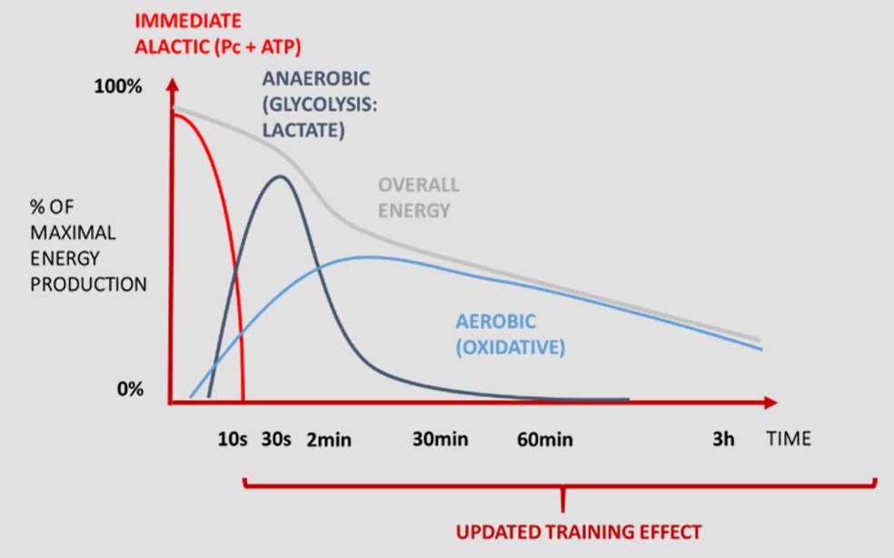 Efectos del entrenamiento y su ritmo de pérdida